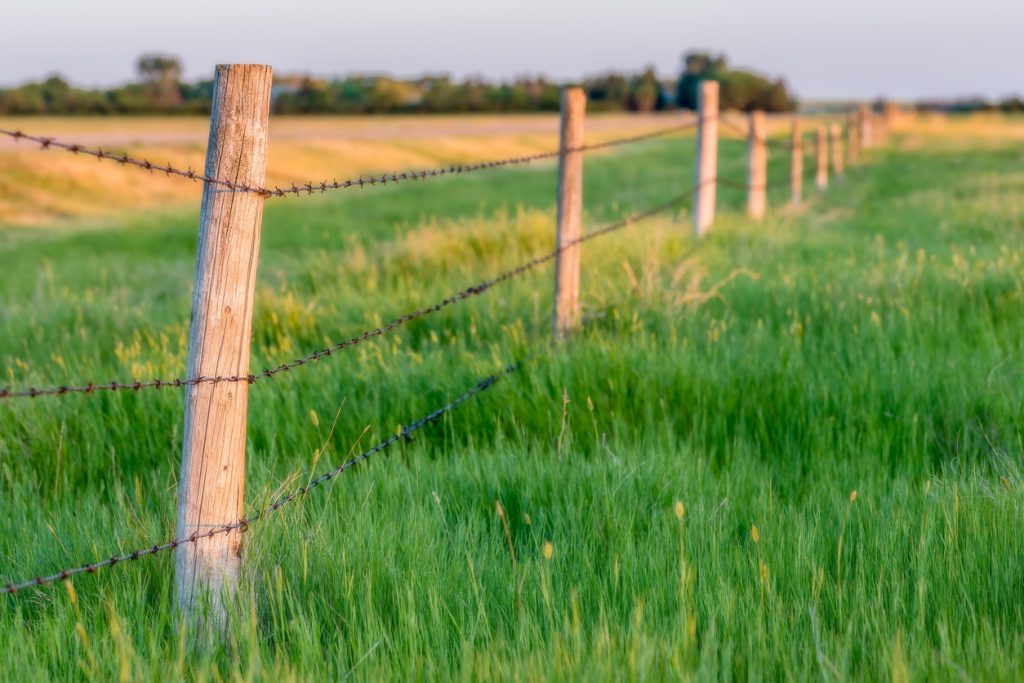 Contact ( Sunset light on fence posts with tall green grass and a field in the background )